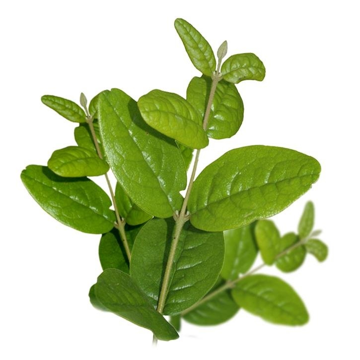 Planta Boldo