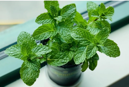 Planta de Menta