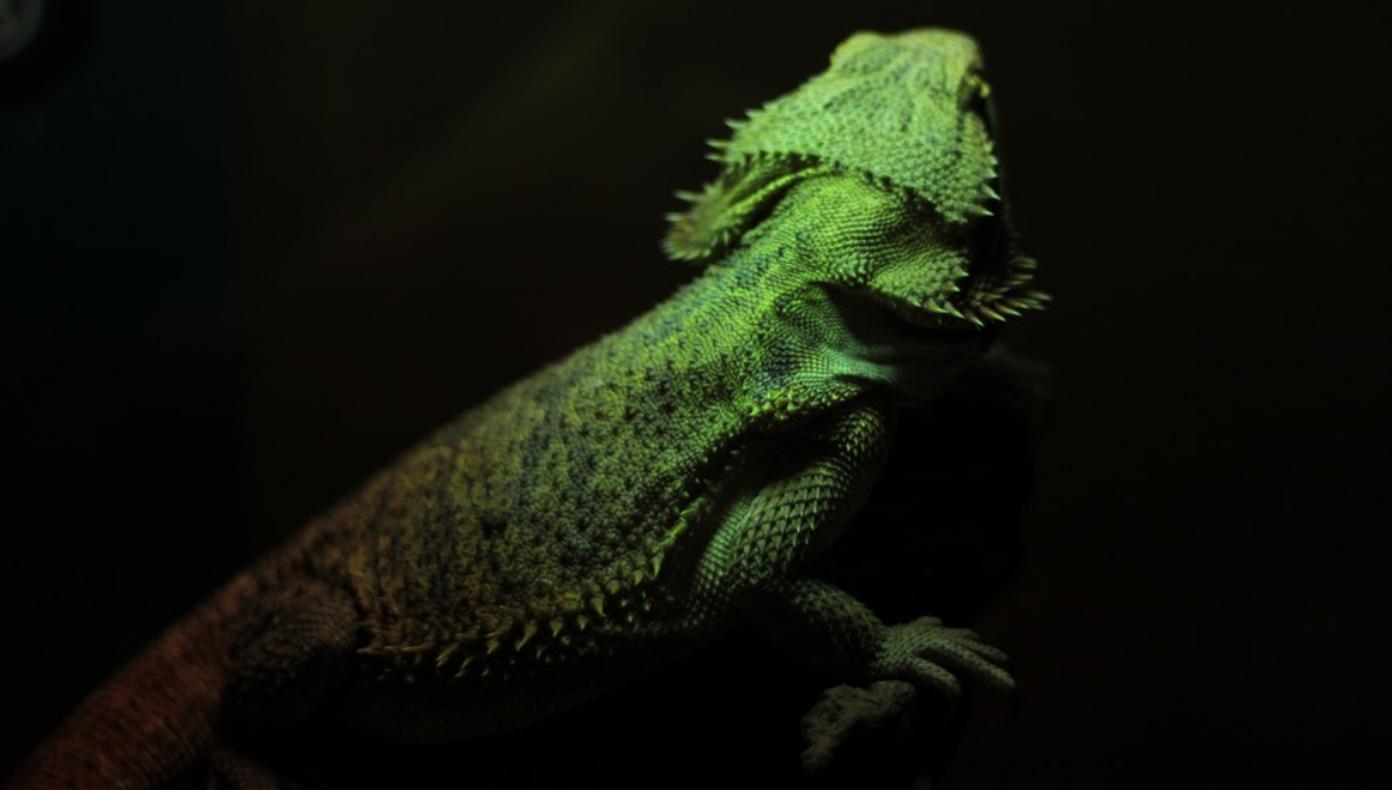 Imagen de iguana principal